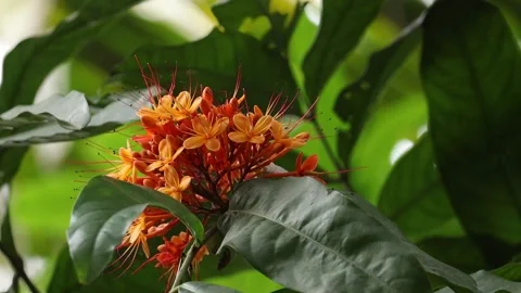 Red and Yellow ixora flower swaying by the wind Stock Footage 134836809