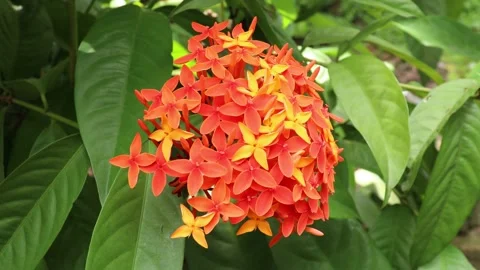Red and yellow ixora flower swaying by wind Stock Footage 134973152