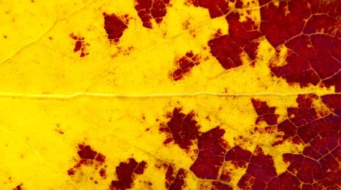 Red and yellow leaf close-up, background.Bright macro nature Stock Photos