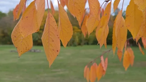 Red and yellow leaves flutter in the wind in autumn 動画素材 319039688