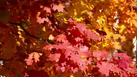 Red and yellow leaves Stock Footage 166399582