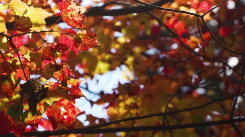 Red and yellow leaves on a tree blow in the wind Stock Footage 130338435
