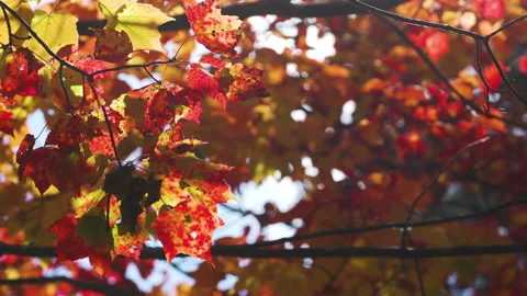Red and yellow leaves on a tree during peak foliage Stock Footage 130338705