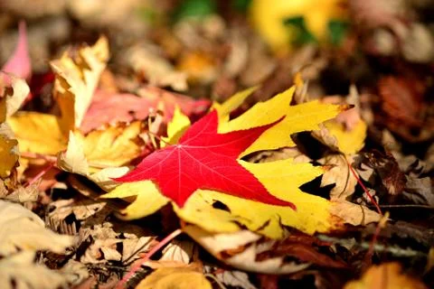 Red and yellow maple leaf on dry leaves Stock Photos