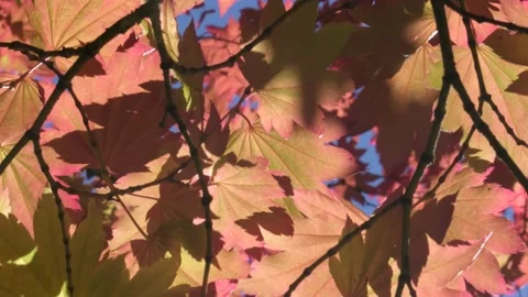 Red and Yellow Maple Tree Leaves blowing in Wind with Blue Sky background Stock Footage 137817635