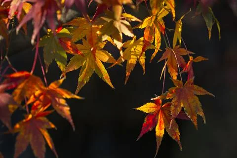 Red and yellow maple tree foliage detail in Autumn. Foto stock