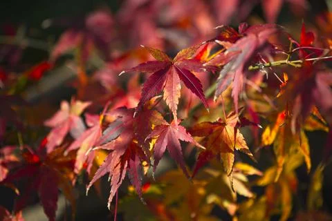 Red and yellow maple tree foliage detail in Autumn. Stock Photos
