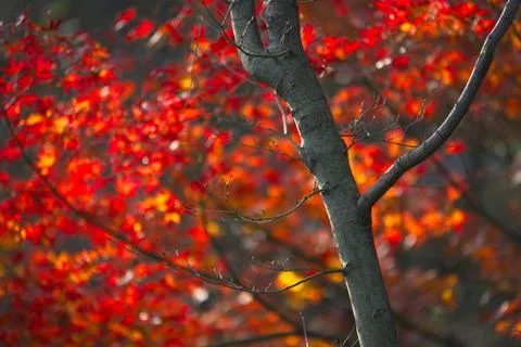Red and yellow maple tree foliage detail in Autumn. Stock Photos