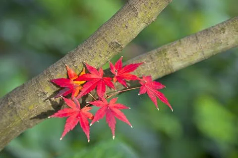 Red and yellow maple tree foliage detail in Autumn. Stock Photos