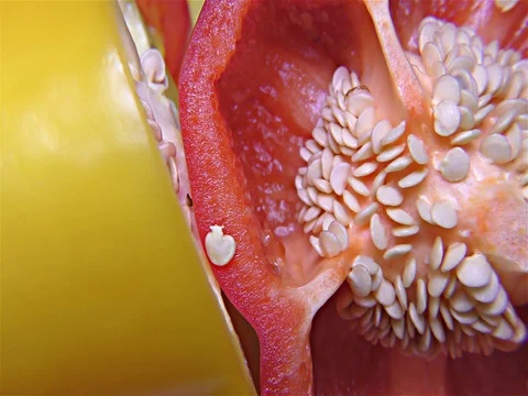 Red and Yellow Paprika – Close Up, Detail, Macro Stock Footage 81090928