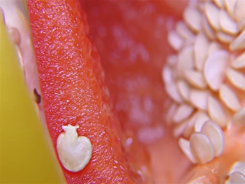 Red and Yellow Paprika – Close Up, Detail, Macro Stock Footage 81090961