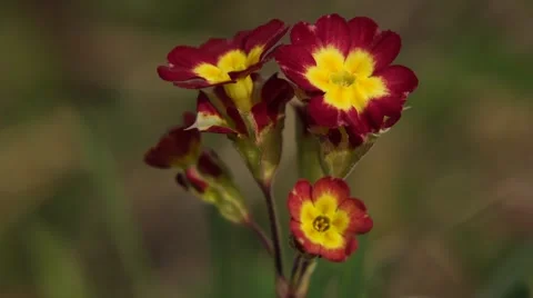 Red and Yellow Prim Rose Video stock 54048129