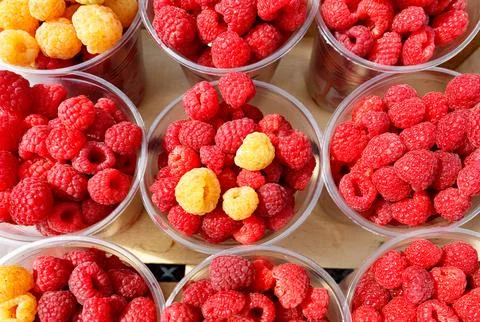 Red and yellow raspberries are collected in plastic cups. Stock Photos