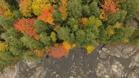 Red and yellow trees thrive next to green ones in natural fall setting Stock Footage 119188966