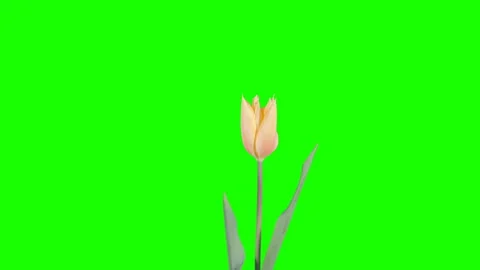 Red and yellow tulip bloom buds green screen, FULL HD (Tulipa Blushing lady) Stock Footage 106022331