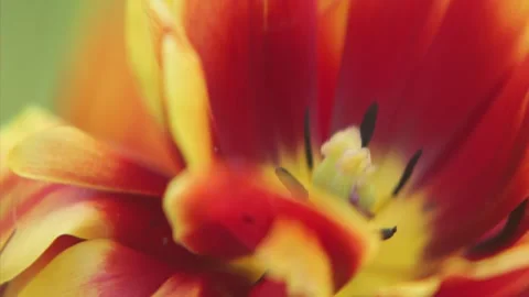 Red and yellow tulip close up capturing detailed inner flower beauty. Stock Footage 344997706