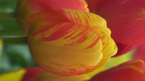 Red and yellow tulip Stock Footage 10901739