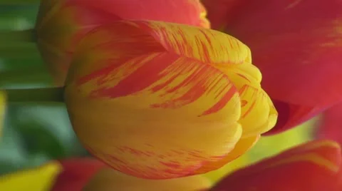 Red and yellow tulip Stock Footage 10901844
