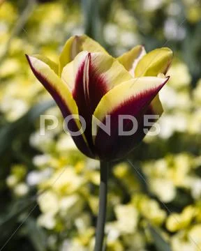 Red and yellow tulip Stock Photos