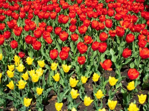 Red and yellow tulips in a clearing in the garden Stock Photos