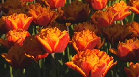 Red and yellow tulips Stock Footage 4984635