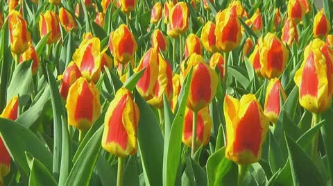 Red and yellow tulips Stock Footage 10740501