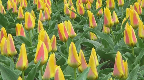 Red and yellow tulips Stock Footage 10740583