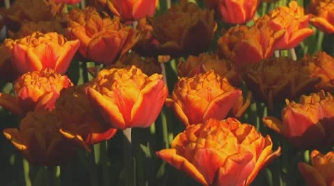 Red and yellow tulips Stock Footage 10741792