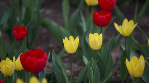 Red and yellow tulips 動画素材 35463572
