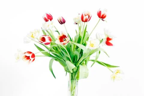 Red and yellow tulips Stock Photos