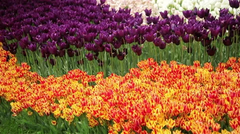 Red and yellow tulips in spring background Video stock 62852300