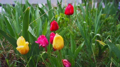 Red and Yellow Tulips in spring snow storm slow motion Stock Footage 308427643