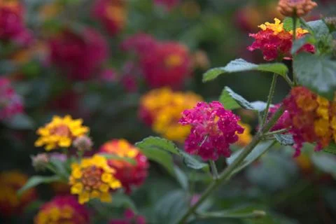 Red and yollow flower in the natural habbit Stock Photos