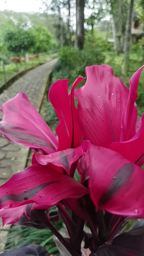 Red andong flowers Stock Footage 231692607