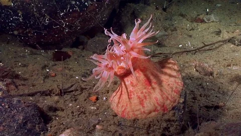 Red anemone actinia underwater on seabed of White Sea. Stock Footage