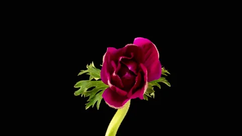 Red anemone blooms on a black background, time lapse, alpha channel. 4k video Stock Footage 149177442