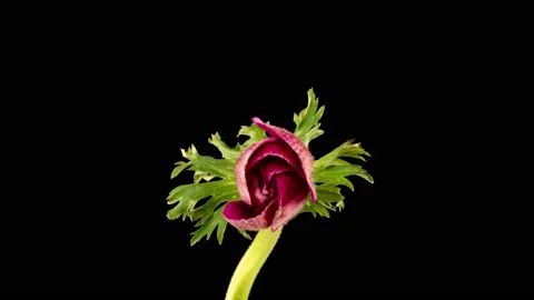Red anemone blooms on a black background, time lapse, alpha channel. 4k video Stock Footage 154875531