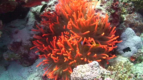 Red Anemone with clown fish Stock Footage 295034706