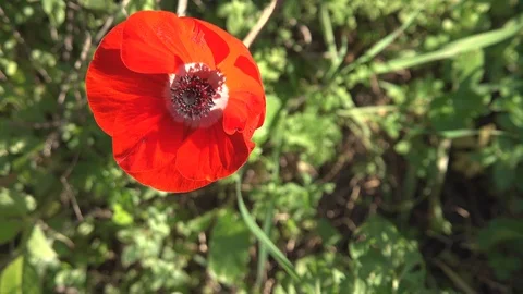 Red anemone flower 스톡 동영상 109164370