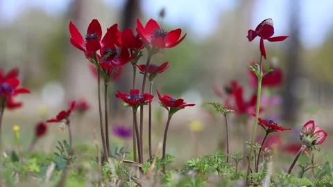 Red anemone flowers  in spring time Stock Footage 309020236