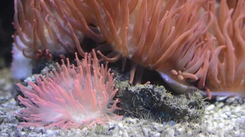 Red anemone Stock Footage 66242225