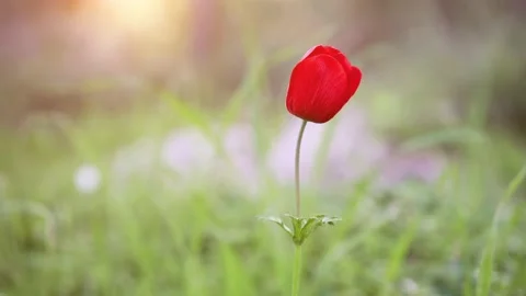 Red anemone in the grass Stock Footage 132001833