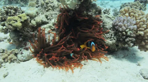 Red anemone at the sea bed Stock Footage 22705676