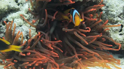 Red anemone at the sea bed Stock Footage 22705716