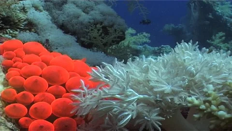 Red Anemone Tentacles Moving with Ocean Tides Stock Footage 300617256