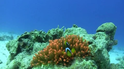 Red anemone with two clownfishes and blue background Stock Footage 76855562