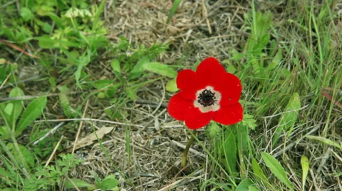 Red anemone on a wind Stock-Footage 35211537