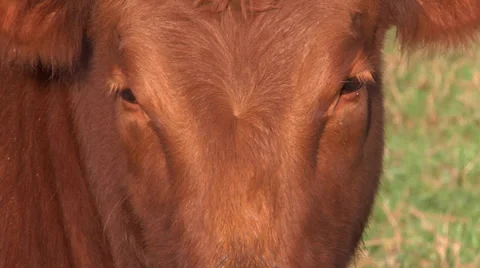 Red Angus Bull Stock Footage 34204925