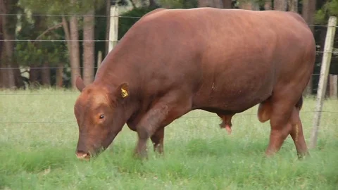 Red Angus Bull Vídeo Stock 100401409