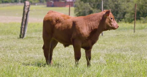 Red angus calf Vídeo Stock 151597455